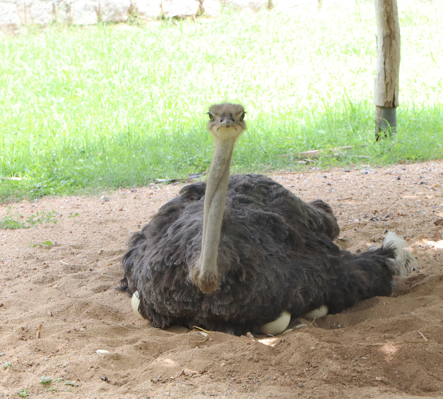 Common Ostrich